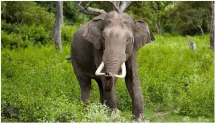 Karnataka elephant tusk cutting