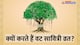 Vat Savitri Amavasya 2024: कब है वट सावित्री अमावस्या, इस व्रत में किस वृक्ष की पूजा की जाती है?