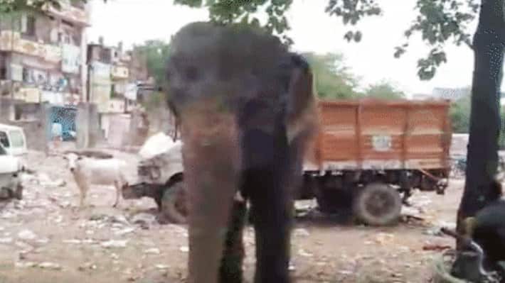Bhopal Elephant Attack 