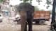 पुलिस ने हाथी को कस्टडी में लिया, बांधकर लेकर आई थाने...जानिए किया क्या अपराध