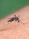 Dengue: গত এক সপ্তাহে আক্রান্ত ১০০-পার! ভয়ঙ্কর ভাবে বাড়ছে ডেঙ্গি, দুশ্চিন্তায় চিকিৎসকেরা