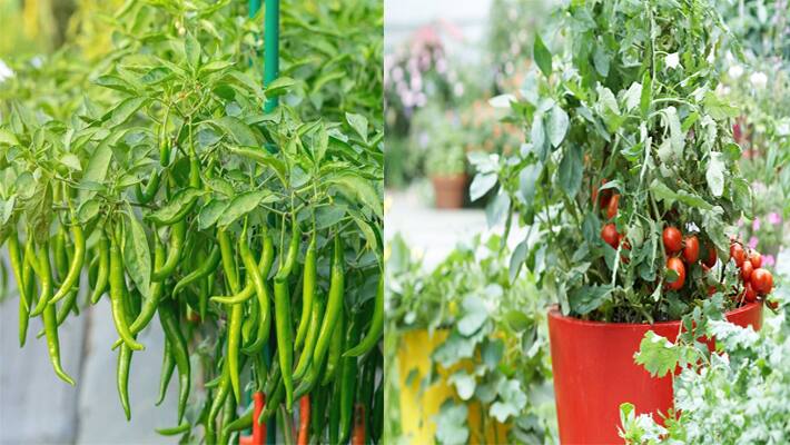 6 vegetables plant in monsoon