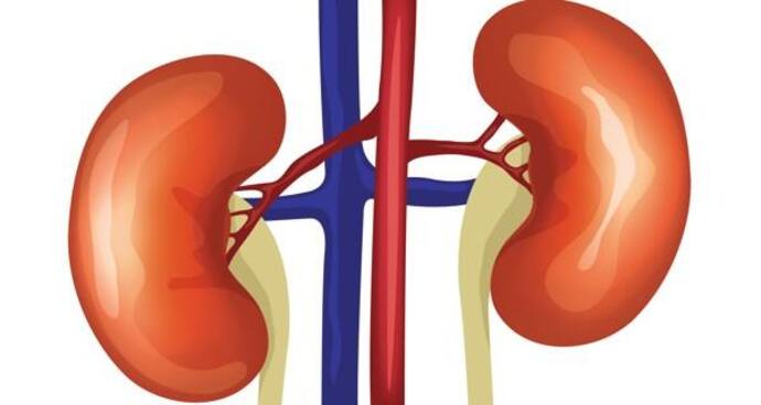 Kidney Disease: ক্রমে বাড়ছে কিডনির রোগ, নিজের ভুলেই এই রোগ ডেকে আনছেন না তো