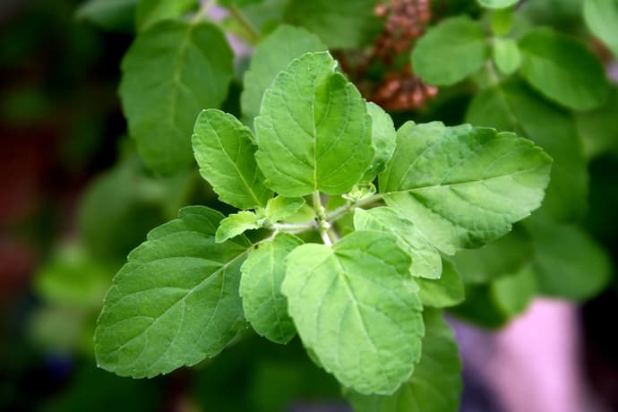 tulsi or basil leaves